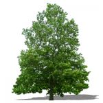 View Larger Image of American Sycamore