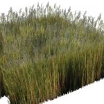 View Larger Image of FF_Model_ID16026_giantcordgrass_thumb.jpg