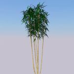 View Larger Image of Tree Bamboo