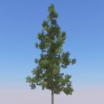 View Larger Image of Loblolly Pine