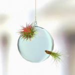 View Larger Image of Air plants in glass bubbles