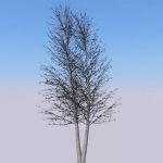 View Larger Image of Generic tree 24