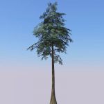 View Larger Image of Bald Cypress