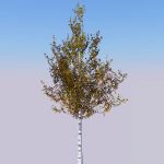 View Larger Image of Low poly Birch 01