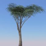 View Larger Image of Acacia