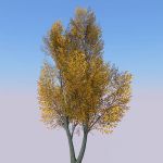 View Larger Image of Generic tree 29