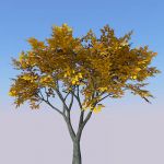 View Larger Image of Generic tree 32