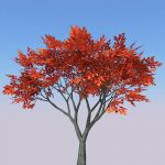 View Larger Image of Generic tree 32