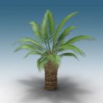 View Larger Image of FF_Model_ID19561_CanaryIslandpalm02.jpg