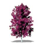 View Larger Image of River's Purple Beech