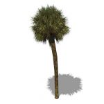 View Larger Image of Palmetto palm