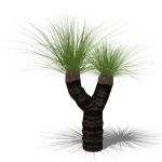 View Larger Image of Grass Tree