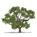 View Larger Image of Mature Oak
