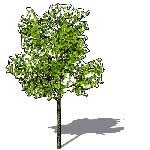 View Larger Image of FF_Model_ID7569_TreeLinden1.png