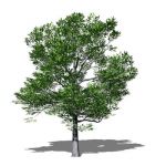View Larger Image of American Beech
