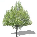 View Larger Image of FF_Model_ID8280_008tree.jpg