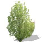 View Larger Image of FF_Model_ID8281_005tree.jpg
