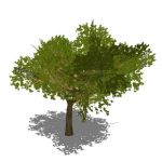 View Larger Image of Generic tree 10