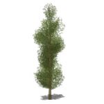 View Larger Image of Generic tree 11