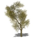 View Larger Image of Generic tree 14