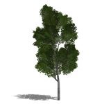 View Larger Image of Generic tree 15