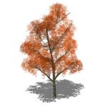 View Larger Image of generic tree 16