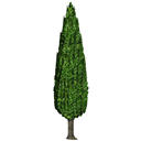View Larger Image of FF_Model_ID9640_TreeEvergreen11.jpg